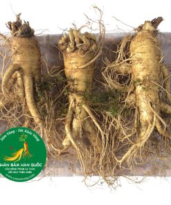 Nhân sâm tươi Hàn Quốc loại 3 củ 1 kg